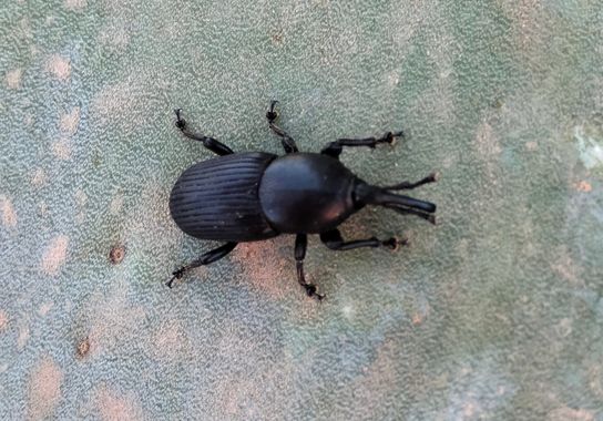 Solerantonio2 en Hamelin: Fauna  (Níjar), Insecto