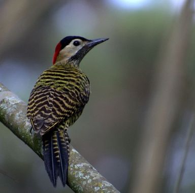 Rafaelvazquezibarra en Hamelin: Fauna, Colaptes rubiginosus (Swainson, 1820), Ave de franja roja en la cabeza plumas negras con rayas fosforescentes de pi...