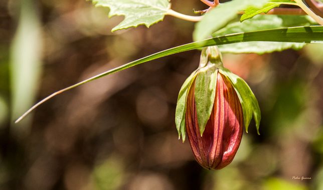 pedroguerralmn en Hamelin: Flora  (Teror), #flor #flora #vicácara