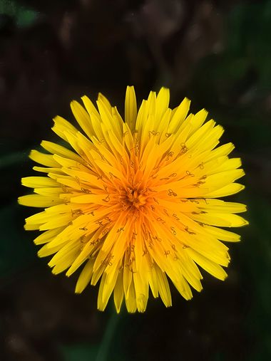 Haveruribe25 en Hamelin: Flora  (Santa Rosa de Cabal), Casual flowers 