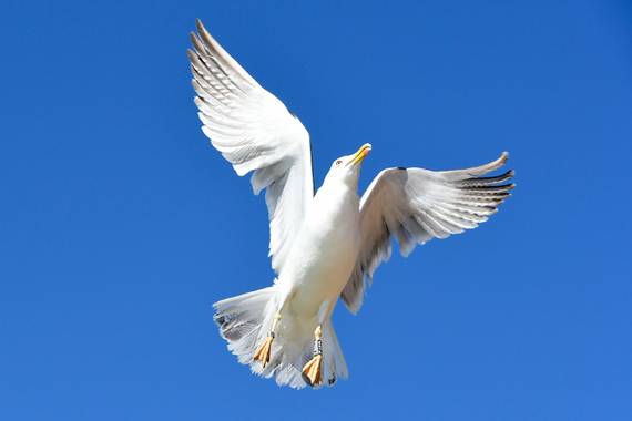 Ninigabi en Hamelin: Fauna  (Isla Cristina), #debajogaviota 
#Aves21 