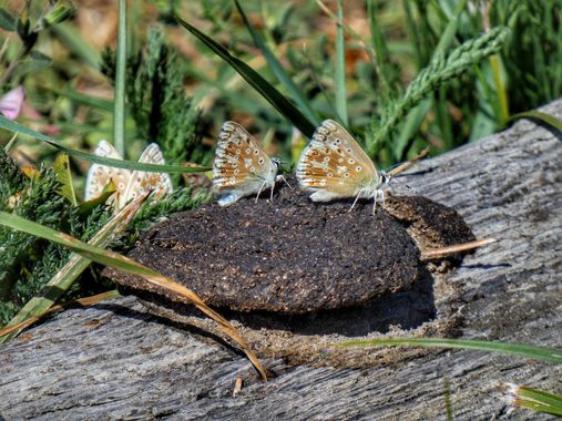 mariale en Hamelin: Fauna, Las mariposas no sólo se posan en las flores 😂😂😂
Estas 🦋 azules las suelo ver más  sobre la caca vaca/caballo que en las fl...