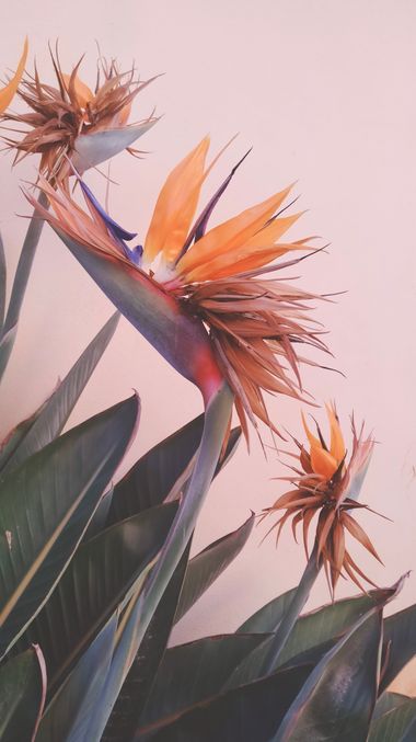 Solerantonio2 en Hamelin: Flora  (Calle Fresador), Ave del paraiso