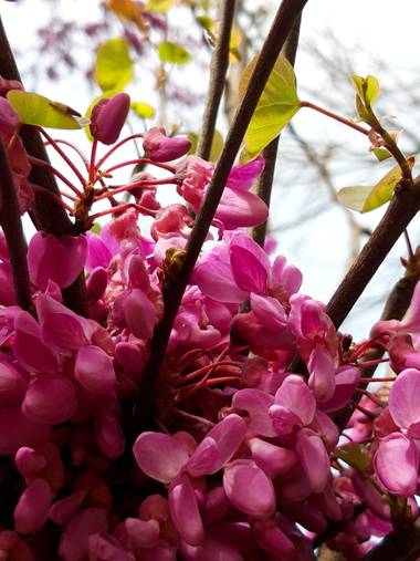 Wilyrami en Hamelin: Flora, Cercis siliquastrum, Paseo del Moro