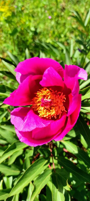 alejandra.contrerasgomez en Hamelin: Flora  (Marvão), Paeonia broteroi