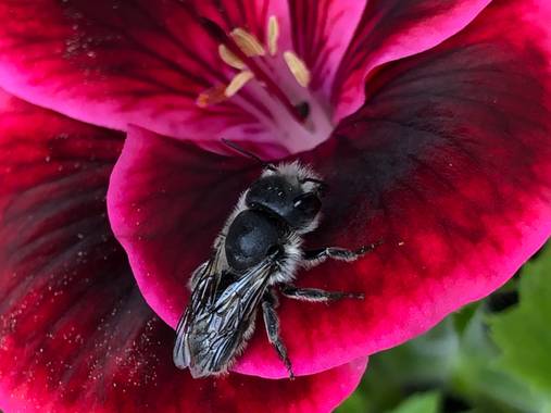 Marcbg en Hamelin: Fauna  (Vinyols i els Arcs), #catalunya #abejas #rosa #bee #naturephotography 