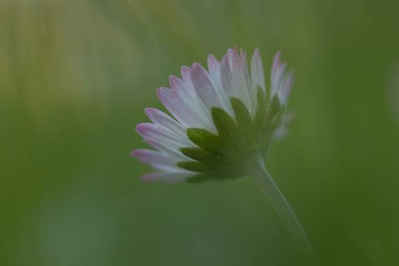 Mónica del Monte en Hamelin: Flora, #flora21