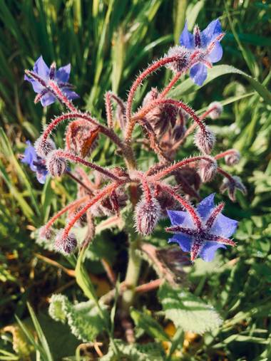 Clari Montal en Hamelin: Flora  (Lloret de Vistalegre), Borago officinalis, #primavera2021 #españa #mallorca