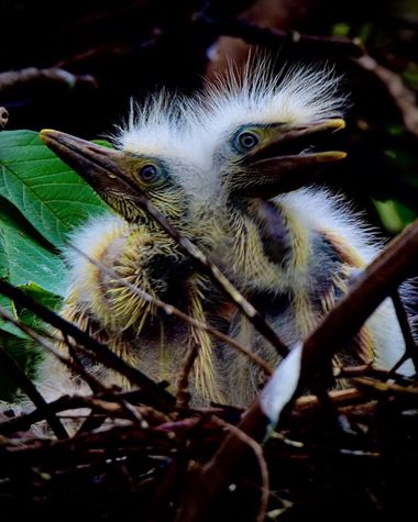 Edidgonzalez2020 en Hamelin: Fauna, Bubulcus ibis (Linnaeus, 1758)