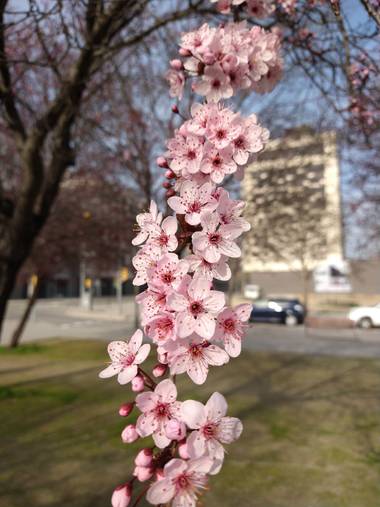 Galottaflorencia en Hamelin: Flora  (Torre-serona), Prunus cerasifera, Ciruelo de jardín