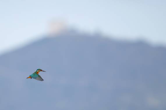 Ignicapillus en Hamelin: Fauna  (Viladecans), Alcedo atthis (Linnaeus, 1758), Martín pescador común, cerniéndose.

Al Martín pescador común se le encuentra...