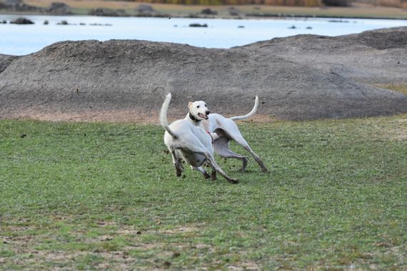 Info en Hamelin: Fauna, tiempo de juego ppara los galgos
