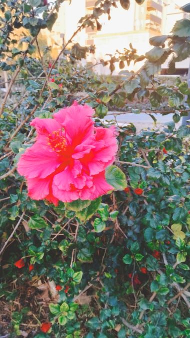 Solerantonio2 en Hamelin: Flora  (Almería), Hibiscus rosa-sinensis, Planta