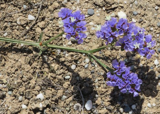 Solerantonio2 en Hamelin: Flora  (Níjar), Limonium sinuatum, Planta