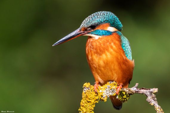 Unai Urresti en Hamelin: Fauna  (Mungia), Alcedo atthis (Linnaeus, 1758), El martín pescador, como su nombre lo dice, es un pescador por excelencia. Desde ...