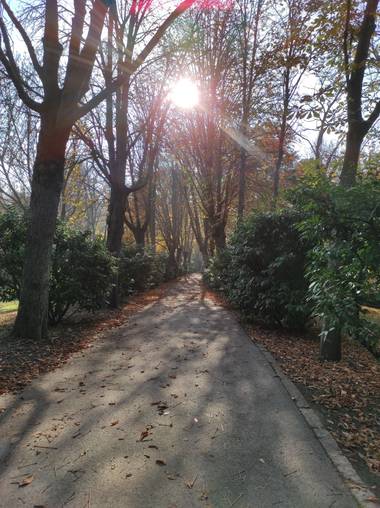 Natalyospina9921 en Hamelin: Paisaje  (Madrid), Cuando los rayos del sol se cuelan entre las ramas aparece la magia #parquesyjardines 
