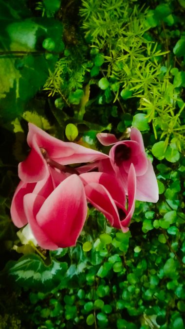 Solerantonio2 en Hamelin: Flora  (Almería), Cyclamen persicum, Planta