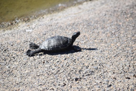 Solerantonio2 en Hamelin: Fauna  (Camino del Sauce), Galapago