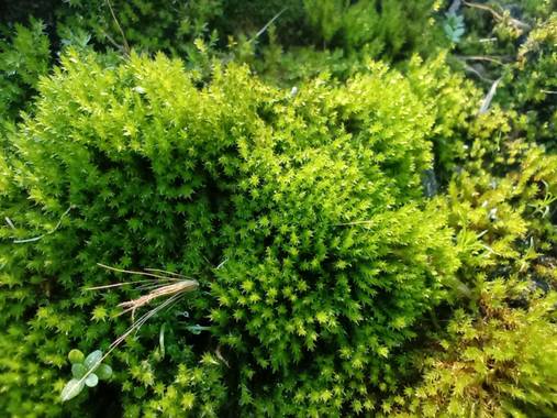 Aixa en Hamelin: Flora, #musgo 