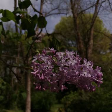 Danna en Hamelin: Flora, Syringa vulgaris, ✨✨