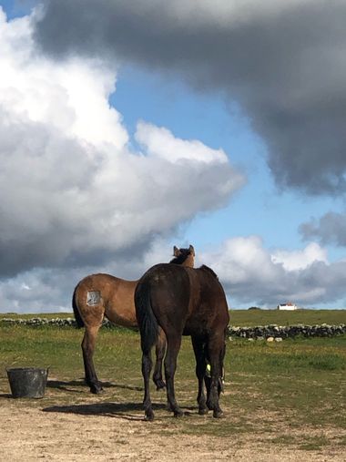 Info en Hamelin: Fauna, Caballos en semilibertad en Casar de Cáceres, Extremadura 