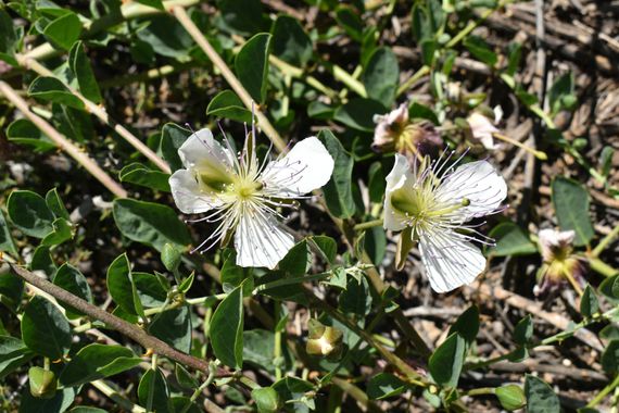 Solerantonio2 en Hamelin: Flora  (Níjar), Capparis spinosa, Planta
