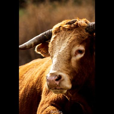 albertonieto.nature en Hamelin: Fauna  (Malpartida de Cáceres), Semental #toro #colorao #cuernos 