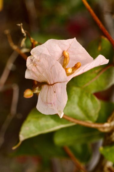 Juanatlantida82 en Hamelin: Flora, Bougainvillea spectabilis, #flores 