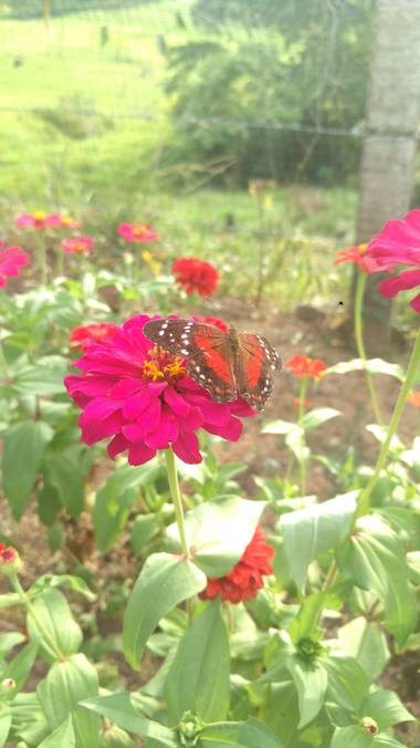 wendydearr en Hamelin: Fauna 