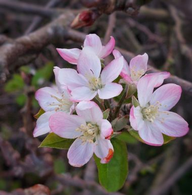Mpinfante en Hamelin: Flora, En mi colección de flores silvestres tomadas con el móvil, una de mis casi últimas aportaciones es la flor del manzano silves...