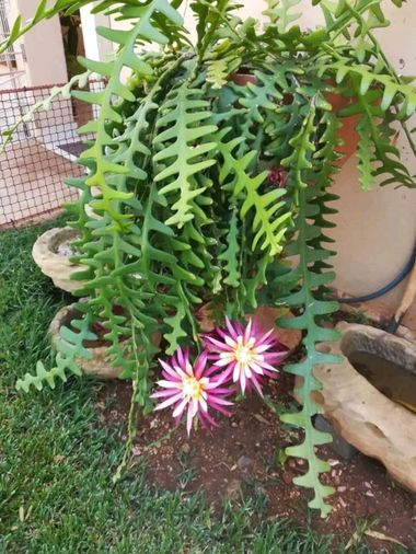 Obeddavila035 en Hamelin: Flora, Selenicereus anthonyanus, #flores 