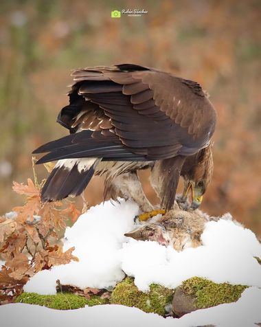 Rubén Sánchez en Hamelin: Fauna, #aguila #aguilareal #aquilachrysaetos #gredos #sierradegredos #barcodeavila #castillayleon #nature #naturaleza #natgeoyou...