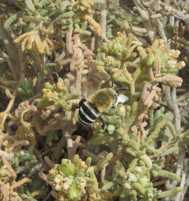 Solerantonio2 en Hamelin: Fauna  (Níjar), Insecto