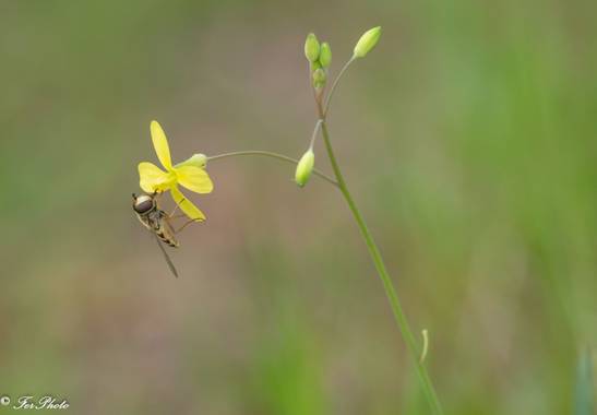 fdhphotos en Hamelin: Fauna  (Villanueva de la Cañada), #macroextreme #macrophotography #fotografiamacro #macrofotografia #macroextremo #macro_moms
#bpa_ma...