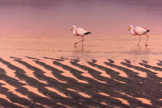 Sebascallefotografia en Hamelin: Fauna  (San Pablo de Lípez), FLAMENCO DE JAMES
Phoenicoparrus jamesi

Abrumado entre tanta foto que me regaló Bolivia, sig...