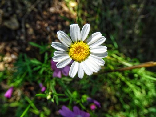 Mivilor68 en Hamelin: Flora  (El Bierzo), #floresbonitas 
#floresblancas 