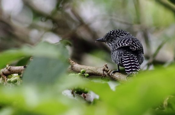 danielhincapie230979 en Hamelin: Fauna  (Copacabana), Thamnophilus multistriatus Lafresnaye, 1844, #naturaleza #wildlife #nature #faunadecolombia #fauna #c...