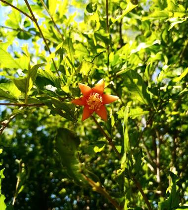 Navarroarevalomariateresa en Hamelin: Flora  (Viesca), Punica granatum, El granado y sus llamativas flores!
