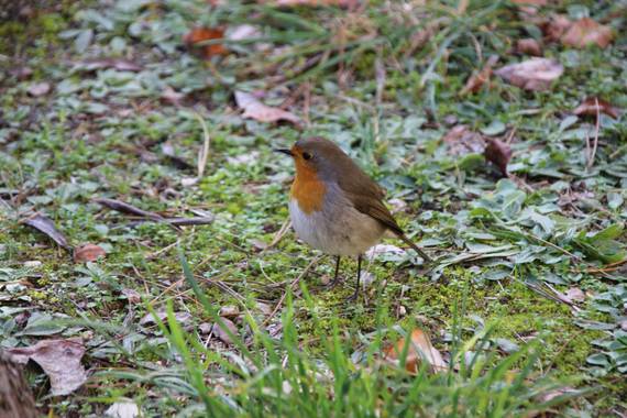 Javiantonpablo en Hamelin: Fauna  (Soria), Erithacus rubecula (Linnaeus, 1758), #Otoño20