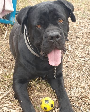 S.- en Hamelin: Fauna  (Brazatortas), #MiPequeñaYPreciosa #Tai #CaneCorso #Bebotes #Familia #Photography #Photographer #Animales #Animal #Fotógrafa #Fotogr...