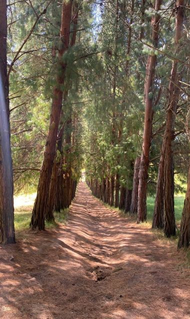 Nancymarcela.amado en Hamelin: Paisaje  (Belén), #Colombia #Boyacá #paisaje #tranquilidad #Belén #campo #arboles #caminosrurales #sendero #medioambiente #l...