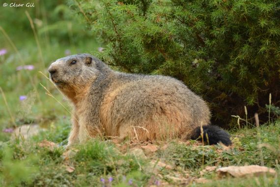 César Gil en Hamelin: Fauna  (Puértolas), Marmota marmota (Linnaeus, 1758), Una marmota aguarda en la entrada de su madriguera 