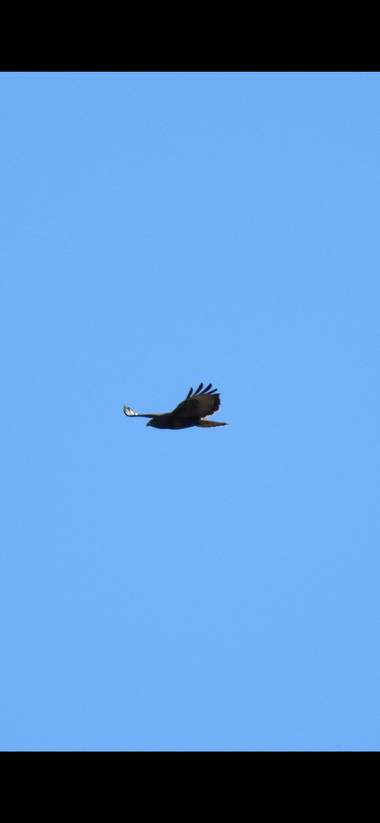 Georginaag en Hamelin: Fauna  (Tordera), Buteo buteo (Linnaeus, 1758), #birds #fauna #aves21 #elite_raptors #raptors #aguila 