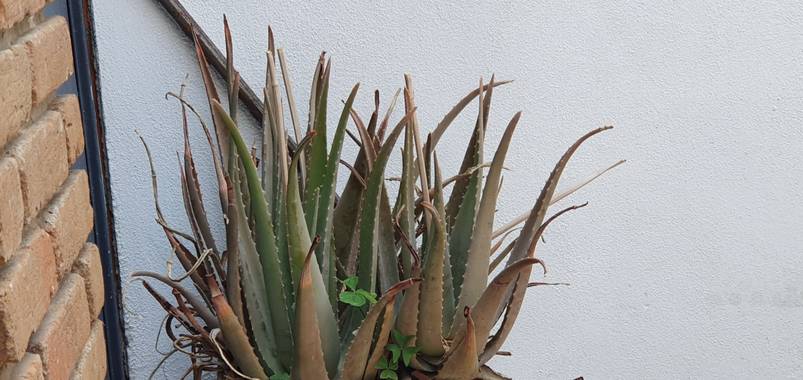 Danieldiazgrcia en Hamelin: Flora  (Ocoyucan), Aloe vera, #proteccion 