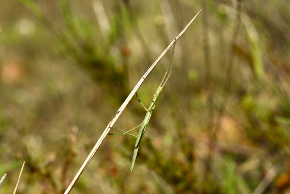 Olga.t.g76 en Hamelin: Fauna  (Tamajón), #insecto #