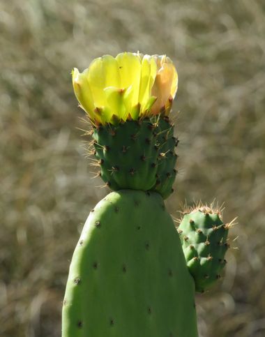 Solerantonio2 en Hamelin: Flora  (Níjar), Planta