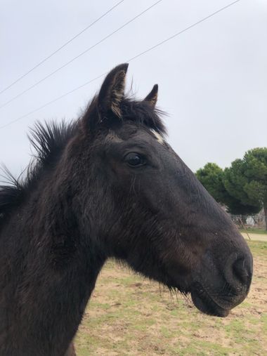 Info en Hamelin: Fauna, El pequeño Atila compañero inseparable de Circe