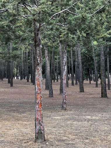 Eudimer20 en Hamelin: Flora, #arboles