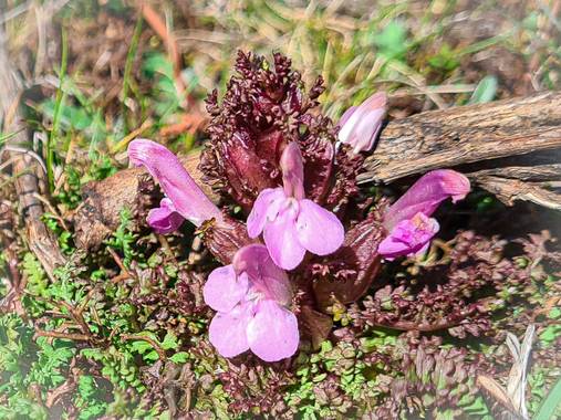 Marijohz en Hamelin: Flora  (Ezcaray), Pedicularis sylvatica, Macro pequeña rosada