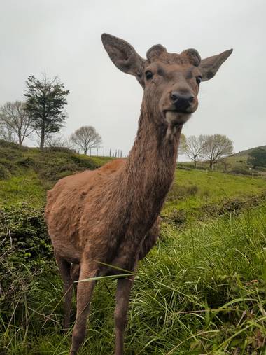 Eritz.cortazar en Hamelin: Fauna  (Gorliz), Ciervo común🦌
Un ciervo macho que ha soltado sus cuernos sobre el mes de febrero

#cervus #elaphus #cervuselap...
